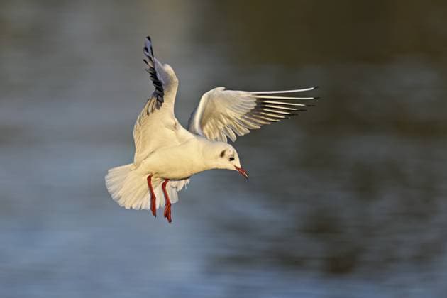 Lachmöwe (Larus ridibundus), im Flug, Zugersee, Kanton Zug, Schweiz, Europa Black-headed Black-headed Gull (Larus ridibundus), in flight, Lake Zug, Canton Zug, Switzerland, Europe Copyright: imageBROKER StefanxHuwiler ibxshu12995247.jpg