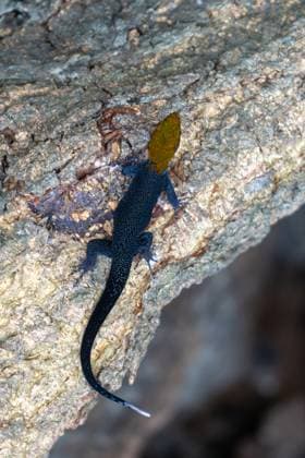 Creative Highlights World A male Yellow-headed Gecko - Gonatodes albogularis, on a tree trunk in the Sonso Lagoon Nature Reserve in Colombia. Sonsa Lagoon Nature Reserve Valle del Cauca Department Colombia Copyright: xJonxG.xFullerx xVWPicsx 5272-JGF-lizards-Yellow-headed-Gecko-CO