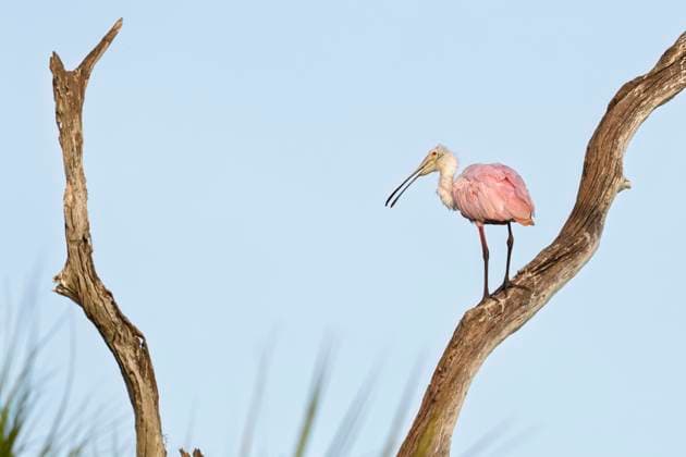 Creative Highlights World April 20, 2025, Christmas, Florida, USA: A roseate spoonbill is seen at Orlando Wetlands Park in Christmas, Florida, on April 20, 2025. Recognizable by its vibrant pink plumage and spoon-shaped bill, the roseate spoonbill sweeps its bill side to side in shallow water to detect fish and other small aquatic prey by touch. Christmas USA - ZUMAt161 20250420_znp_t161_006 Copyright: xRonenxTivonyx