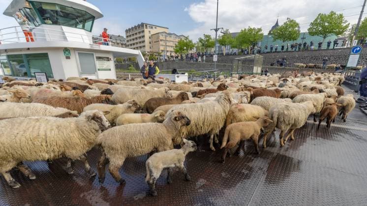 Entertainment Themen der Woche KW17 Schafherde überquert mit Fähre über den Rhein - Bonn, 22.04.2025 Die Herde verlässt die Fähre - Eine Wanderschafherde am Bonner Rheinufer. Unter der Leitung von Schäfer Johannes Bois zieht die Herde bestehend aus rund 500 Schafe, Ziegen und vier Esel von der Bonner Rheinaue nach Mehlem, wo sie mit der Rheinfähre nach Königswinter übersetzen. Von dort geht es Richtung Köln zu weiteren Weideplätzen. Bonn Mehlem NRW Deutschland *** Flock of sheep crosses the Rhine by ferry Bonn, 22 04 2025 The flock leaves the ferry A flock of migratory sheep on the banks of the Rhine in Bonn Under the leadership of shepherd Johannes Bois, the flock of around 500 sheep, goats and four donkeys moves from the Bonn Rheinaue to Mehlem, where they take Copyright: xBonn.digitalx xMarcxJohnx