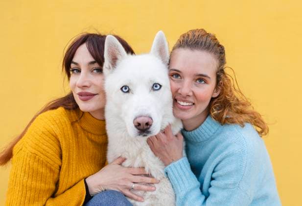 Creative Highlights Symbolfotos Two women with a husky dog posing against a yellow background outdoors model released, Symbolfoto property released, JCCMF13202
