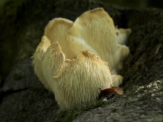 Igelstachelbart, Hericium erianceus 4-9-19 078 *** Hedgehog goatee, Hericium erianceus 4 9 19 078
