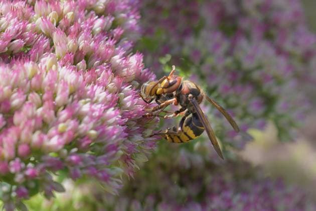 Hornisse (Vespa crabro) frisst eine europäische Honigbiene (Apis mellifera), Deutschland, Europa Hornet (Vespa crabro) feeding on a European honey bee (Apis mellifera), Germany, Europe Copyright: imageBROKER RitaxPriemer ibxrip13230933.jpg