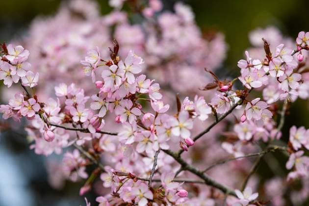 News Themen der Woche KW17 24.04.2025, Rakvere. A vibrant display of cherry tree blossoms heralds the arrival of spring. PHOTO: Marianne Loorents Virumaa Teataja. Rakvere Lääne-Virumaa Estonia 3ML24Apr25B0008  Copyright: xMariannexLoorentsx Close-up view of cherry blossoms