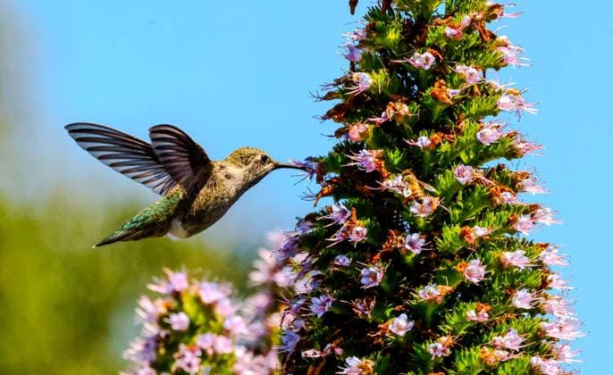 News Themen der Woche KW17 News Bilder des Tages April 27, 2025, Santa Barbara, Ca, USA: Hummingbird on a Hope Ranch estate in Santa Barbara sipping nectar from the violet flowers called Pride of Madeira. Santa Barbara USA - ZUMAk144 20250427_znp_k144_011 Copyright: xAmyxKatzx