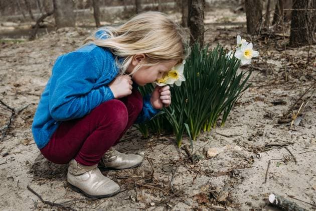 IMAGO Creative, Ostern, Bräuche, Osterspaziergang #2 Child Smelling Daffodils in Forest Clearing Salem, Missouri, United States R_WEKW250424-1709097-01 ,model released, Symbolfoto