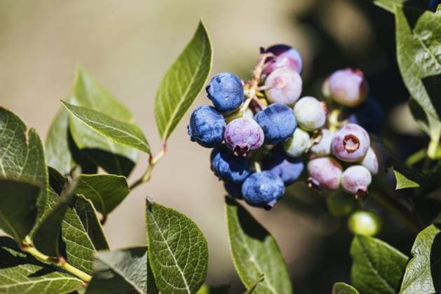 Reifende Bio Blaubeeren an einem heißen Sommertag in Stanley, Victoria, Australien, Ozeanien Organic blueberries ripening on a hot summer s day in Stanley, Victoria, Australia, Oceania Copyright: imageBROKER ChrisxPutnam ibxiqx13199238.jpg