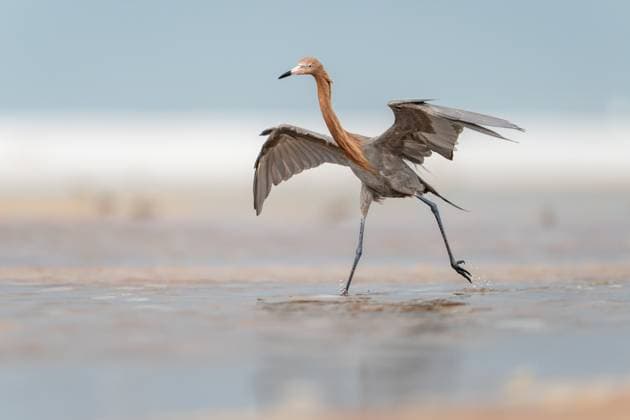Creative Highlights World Reddish Egret in Active Stance During Coastal Exploration in Nat St. Petersburg, Florida, United States R_SYVS250428-1714040-01