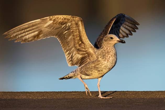 Atlantische Weisskopfmoewe, Atlantische Weisskopf-Moewe, Atlantische Silbermoewe (Larus michahellis, Larus michahellis atlantis), gelandete jugendliche Moewe, Azoren Yellow-legged Gull (Larus michahellis, Larus michahellis atlantis), landed young gull, Azores BLWS727777 *** Atlantic White-headed moewee, Atlantic White head Moewe, Atlantic Silbermoewe Larus michahellis, Larus michahellis Atlantis , Gelandete Young people Moewe, Azores Yellow Legged GULL Larus michahellis, Larus michahellis Atlantis , landed Young gull, Azores BLWS727777 Copyright: xblickwinkel AGAMI D.xOcchiatox