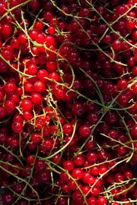 reife rote Johannisbeeren aus der Nähe in der Sonne ripe red currant berries close-up in the sun. Selective focus. View from above. Concept of food, healthy eating, organic, homemade products (License=RF) Copyright: xZoonar.com ElenaxDmitrievax 23271138