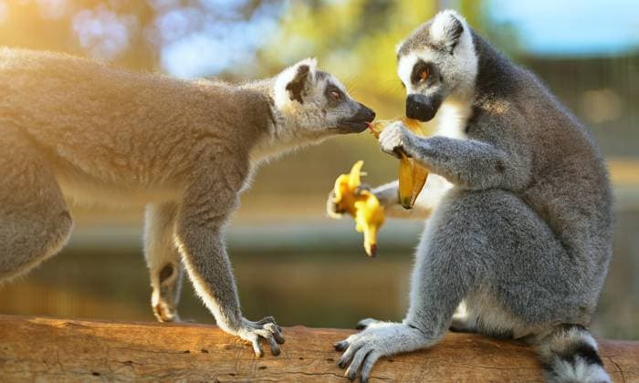 Lemuren essen Banane im Nationalpark. Lemuroidea. Lemurs eating banana in national park. Lemuroidea. (License=RF) Copyright: xZoonar.com DmitrixMarutax 23322715