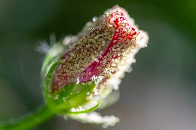 Schädlinge im Garten. Blattlaus-Ansammlung auf einer Kamelienblüte. Königswinter Nordrhein-Westfalen Deutschland *** Pests in the garden Aphid accumulation on a camellia flower Königswinter North Rhine-Westphalia Germany