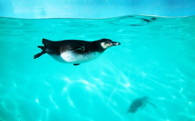 Creative Highlights World Der Pinguin schwimmt unter Wasser im Meer. The penguin swims underwater in the sea. (License=RF) Copyright: xZoonar.com DmitrixMarutax 23343372