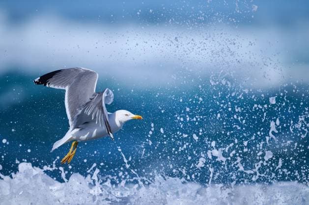 Silbermöwe auf Fuerteventura Silbermöwe am Meer auf Fuerteventura (License=RF) Copyright: xZoonar.com OlafxJuergensx 23355625