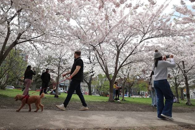 Cherry Blossoms In Toronto, Canada People walk under cherry blossoms at Trinity Bellwoods Park in Toronto, Ontario, Canada, on May 3, 2025. Toronto Canada  Copyright: xArrushxChoprax originalFilename: chopra-notitle250503_np33M.jpg