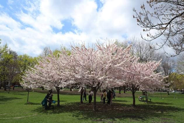 Cherry Blossoms In Toronto, Canada People walk under cherry blossoms at Trinity Bellwoods Park in Toronto, Ontario, Canada, on May 3, 2025. Toronto Canada  Copyright: xArrushxChoprax originalFilename: chopra-notitle250503_npaSz.jpg