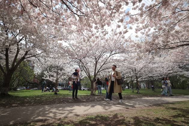 Cherry Blossoms In Toronto, Canada People walk under cherry blossoms at Trinity Bellwoods Park in Toronto, Ontario, Canada, on May 3, 2025. Toronto Canada  Copyright: xArrushxChoprax originalFilename: chopra-notitle250503_npEy4.jpg