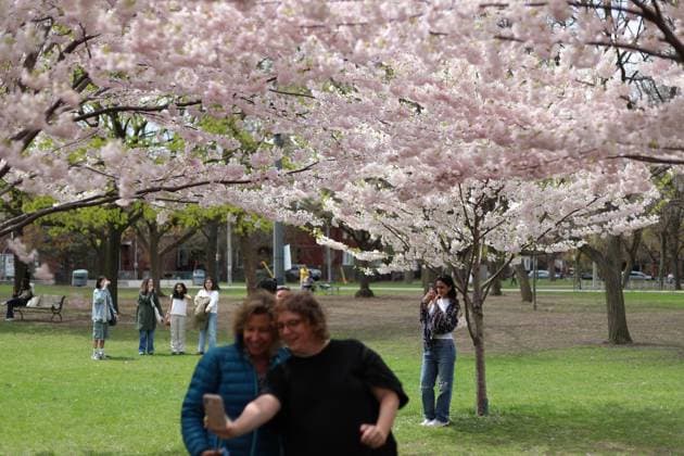 Cherry Blossoms In Toronto, Canada People take photos and videos under cherry blossom trees at Trinity Bellwoods Park in Toronto, Ontario, Canada, on May 3, 2025. Toronto Canada  Copyright: xArrushxChoprax originalFilename: chopra-notitle250503_nplSW.jpg