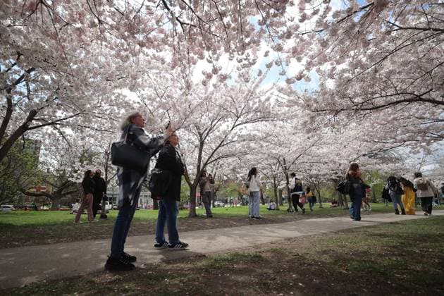 News Themen der Woche KW18 News Bilder des Tages Cherry Blossoms In Toronto, Canada People walk under cherry blossoms at Trinity Bellwoods Park in Toronto, Ontario, Canada, on May 3, 2025. Toronto Canada  Copyright: xArrushxChoprax originalFilename: chopra-notitle250503_npMQM.jpg