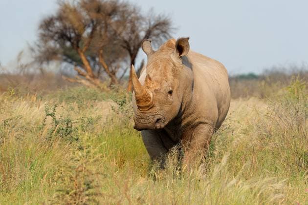 Creative Highlights World Breitmaulnashorn in seinem natürlichen Lebensraum - Südafrika An endangered white rhinoceros (Ceratotherium simum) in natural habitat, South Africa (License=RF) Copyright: xZoonar.com NicoxSmitx 23365396