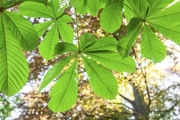 Kastanie (Castanea), Zweig mit frisch ausgetriebenen Blättern, Graz, Steiermark, Österreich, Europa Chestnut (Castanea), branch with freshly sprouted leaves, Graz, Styria, Austria, Europe Copyright: imageBROKER Karl-HeinzxSchein ibxksc13362655.jpg