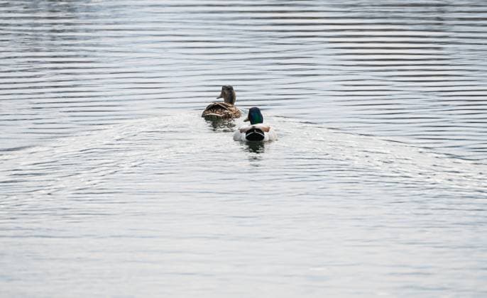 Creative Highlights World Pair of male and female mallard ducks swimming in pond together. Kingston, Ontario, Canada R_DOHO250430A2-1714009-01