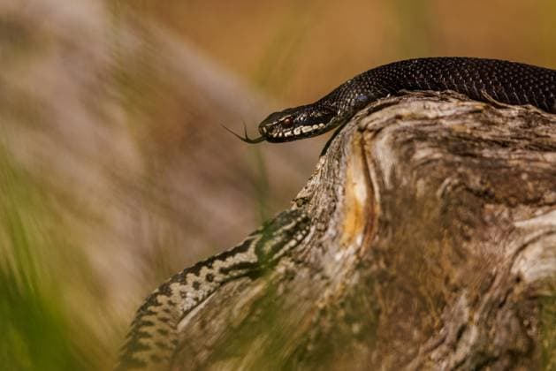 Creative Highlights World Tierwelt, Schlangen 2025-05-02, GER, Bayern: Kreuzotter *** Wildlife, Snakes 2025 05 02, GER, Bavaria Adder