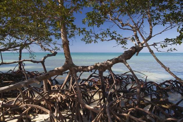 Mangroven an der karibischen Meeresküste, Strand Cayo Jutias, Provinz Pinar del Rio, Kuba, Mittelamerika Mangroves at caribbean seashore, Cayo Jutias beach, Province Pinar del Rio, Cuba, Central America Copyright: imageBROKER RadomirxRezny ibxiqx12953409.jpg