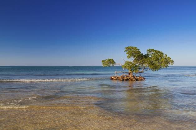 Mangroven an der karibischen Meeresküste, Strand Cayo Jutias, Provinz Pinar del Rio, Kuba, Mittelamerika Mangroves at caribbean seashore, Cayo Jutias beach, Province Pinar del Rio, Cuba, Central America Copyright: imageBROKER RadomirxRezny ibxiqx12952991.jpg