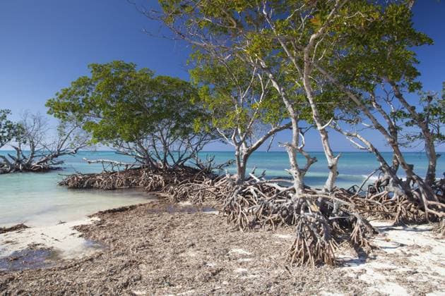 Mangroven an der karibischen Meeresküste, Strand Cayo Jutias, Provinz Pinar del Rio, Kuba, Mittelamerika Mangroves at caribbean seashore, Cayo Jutias beach, Province Pinar del Rio, Cuba, Central America Copyright: imageBROKER RadomirxRezny ibxiqx12953367.jpg