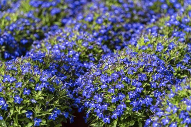 Lobelia erinus, Balearische Inseln, Mallorca, Spanien, Europa Lobelia erinus, balearic islands, Majorca, Spain, Europe Copyright: imageBROKER Tolo ibxiqx11915924.jpg