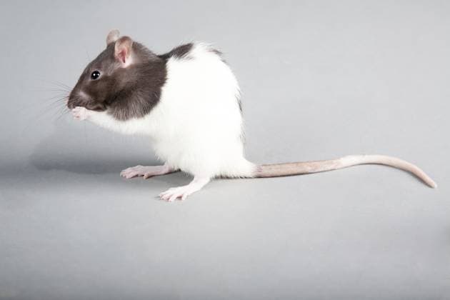 Brattleboro Laborratte vorgrauem Hintergrund Brattleboro laboratory rat isolated on grey background Copyright: imageBROKER VasiliyxKoval ibxiqx13091079.jpg