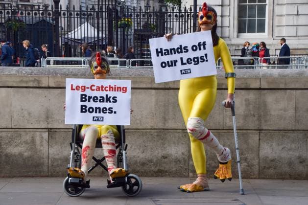 News Themen der Woche KW19 News Bilder des Tages May 7, 2025, London, England, United Kingdom: PETA activists dressed as chickens with broken legs stage a protest outside Downing Street, calling on the government not to weaken welfare regulations by legalising the catching of chickens by their legs and holding them upside down before they are put into crates and shipped to be killed for meat. London United Kingdom - ZUMAv130 20250507_zip_v130_039 Copyright: xVukxValcicx