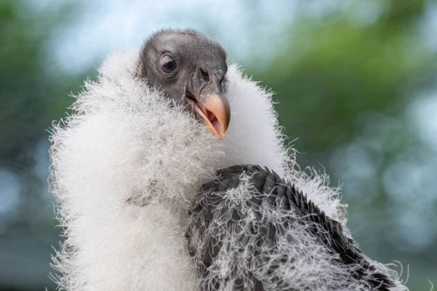 Creative Highlights World A penguin optical illusion, a shark bathed in sunlight and a playful rhino - the secret lives of animals in UK zoos revealed in stunning detail Story from Jam Press (Secret Zoo Life) Pictured: Runner up in Bird category - Royal Fluff - As a fledgeling, this king vulture was only spending brief moments outdoors at Colchester Zoo, during which Josh Dennington photographed it through the gap in the trees. Deriving from South America, king vultures grow to have distinct and colourful faces. A penguin optical illusion, a shark bathed in sunlight and a playful rhino - the secret lives of animals in UK zoos revealed in stunning detail Out of the depths of one of Britain’s largest aquarium habitats stalks the powerful grey reef shark, while wate  Copyright: xJamxPress JoshxDennington