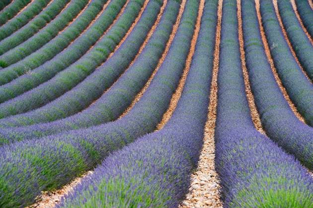 RECORD DATE NOT STATED Fields of lavender on the Valensole Plateau (south-eastern France) Lavender cultivation on the Valensole Plateau, in the Alpes-de-Haute-Provence region (south eastern France). Field of lavender in spring PACA; Alpes de Haute Provence 04; Valensole Alpes-de-Haute-Provence Europe; Western Europe; France  Copyright: xx 439251