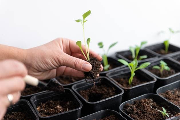A hand carefully transplants a tomato seedling into black soil pots. This image captures the delicate process of gardening, emphasizing growth and nurturing plants indoors. Model Released Shapovalphoto_ID28200_830728_018 Copyright: xShapovalphotox RECORD DATE NOT STATED