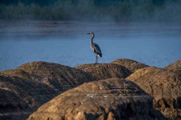 Creative Highlights World Wildlife Near The Great Miami River In Ohio is seen during the early morning hours at a dredging site near the Great Miami River in North Bend, Ohio, on May 10, 2025. North Bend Ohio United States  Copyright: xJasonxWhitmanx originalFilename: whitman-wildlife250510_np5lS.jpg