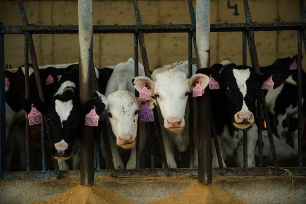 Dairy Calves Feeding Inside Barn Stalls Huesca, Aragon, Spain R_AICA250508A-1722661-01