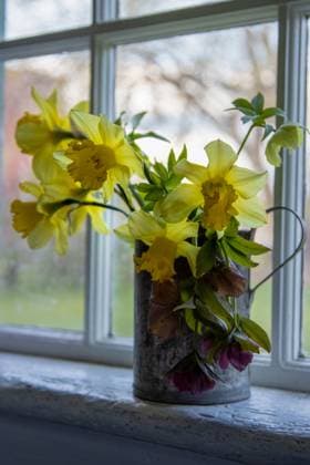 Yellow daffodils in rustic tin against old-paned window. Canada, British Columbia, Kelowna R_PESF250511D-1717578-01