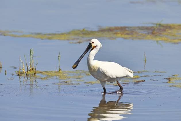 Creative Highlights World Löffler (Platalea leucorodia), Altvogel schreitet durch flaches Wasser, Altvogel im Prachtkleid, Wildlife, Ziggsee, Burgenland, Österreich, Europa Spoonbill (Platalea leucorodia), adult bird striding through shallow water, adult bird in splendour, wildlife, Ziggsee, Burgenland, Austria, Europe Copyright: imageBROKER BurkhardxSauskojus ibxbsa13497122.jpg