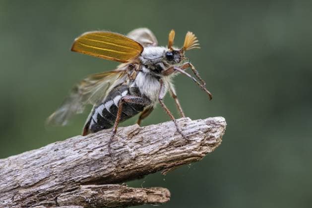 Maikäfer (Melolontha melolontha), Emsland, Niedersachsen, Deutschland, Europa Cockchafer (Melolontha melolontha), Emsland, Lower Saxony, Germany, Europe Copyright: imageBROKER ErhardxNerger ibxenh13497477.jpg