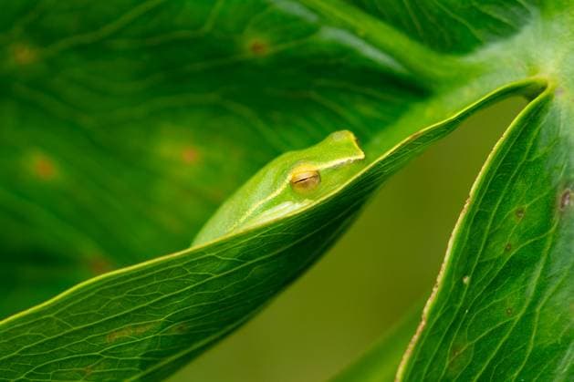 Creative Highlights World A Greater Hatchet-faced Treefrog, Sphaenorhynchus lacteus, asleep on a leaf in Yasuni National Park, Ecuador. Yasuni National Park Napo Wildlife Center Orellana Province Ecuador Copyright: xJonxG.xFullerx xVWPicsx 1285-JGF-frogs-Sphaenorhynchus-lacteus-EC