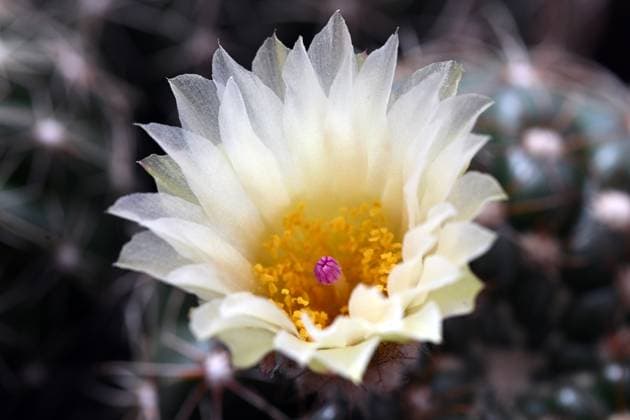 May 12, 2025, Mnichovo Hradiste, Czech Republic: Notocactus ottonis, a cactus from South America, is now in bloom. Cacti are thriving in European countries, and the Czech Republic is home to a particularly large community of cactus enthusiasts. This passion has its roots in the country s history, when travel restrictions under communist rule made it impossible for people to visit exotic destinations, so they brought a piece of the American wilderness to their windowsills instead. Mnichovo Hradiste Czech Republic - ZUMAr156 20250512_aap_r156_001 Copyright: xSlavekxRutax