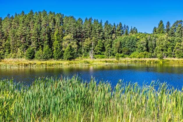 Creative Highlights World See in einem borealen Wald mit grünem Schilf an einem sonnigen Sommertag Lake at a boreal forest with green reeds a sunny summer day (License=RF) Copyright: xZoonar.com Larsxjohanssonx 23394022