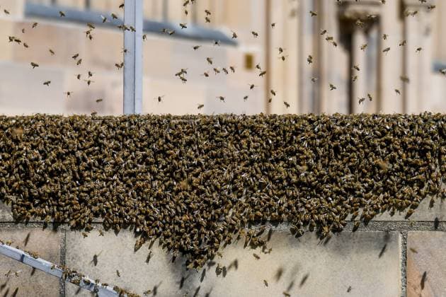 Deutschland, Baden-Wuerttemberg, Heilbronn 13.05.2025, Deutschland, GER, Baden-Wuerttemberg, Heilbronn im Bild Themenbild, Stadtansichten, Bienen, Insekten, Bienenvolk, Wildbienen, Ausgebuext, Ausgekommen, Schwarm, Stadt, Bienenschwarm, Symbolbild Baden-Wuerttemberg *** Germany, Baden Wuerttemberg, Heilbronn 13 05 2025, Germany, GER, Baden Wuerttemberg, Heilbronn in the picture theme picture, city views, bees, insects, bee colony, wild bees, out, out come, swarm, city, bee swarm, symbol picture Baden Wuerttemberg Deutschland, Baden-Wuerttemberg, Heilbronn, 13.05.2025-9