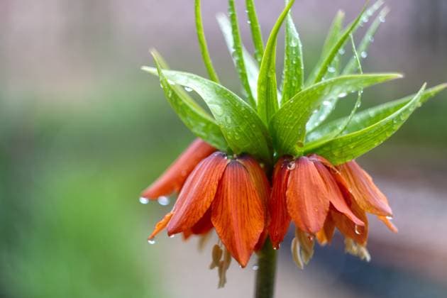 Nahaufnahme einer mit Regentropfen bedeckten Kaiserkrone in Blüte Close-up of raindrop-covered crown imperial flower in bloom. (License=RF) Copyright: xZoonar.com NatashaxZakharovax 23412394