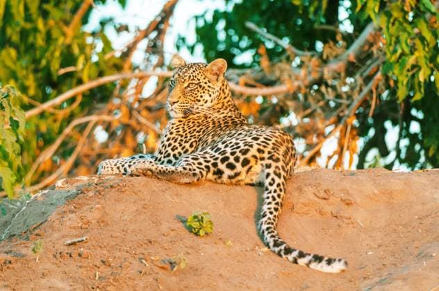 Leopard, Panther, Panter (Panthera pardus), liegt abends auf einem Erdhuegel und beobachtet die Umgebung, Rueckansicht, Botswana, Mashatu Game Reserve leopard (Panthera pardus), lies on a mound in the evening and observing the surroundings, rear view, Botswana, Mashatu Game Reserve BLWS728245 *** Leopard, Panther, Panter Panthera pardus , is in the evening at a Earth mound and monitored the Surroundings, Rear view, Botswana, Mashatu Game Reserve Leopard Panthera pardus , Lies ON a mound in The evening and observing The surroundings, Rear view, Botswana, Mashatu Game Reserve BLWS728245 Copyright: xblickwinkel AGAMI S.xPitamitzx
