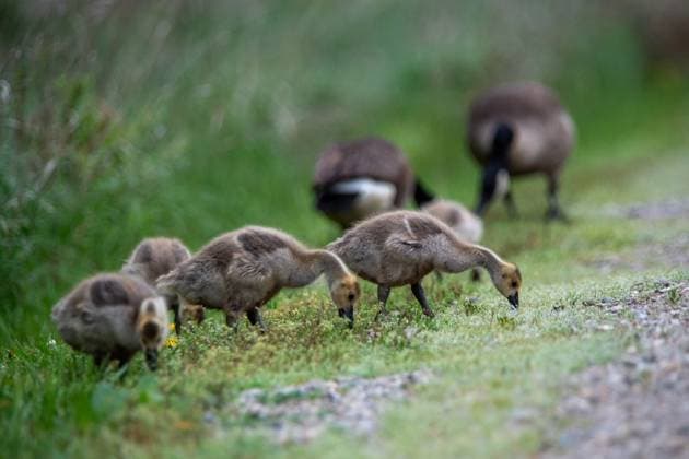 Entertainment Themen der Woche KW20 Entertainment Bilder des Tages Canada Goose Goslings At The Fernald Nature Preserve A gaggle of Canada goose goslings is seen at the Fernald Nature Preserve in Ross, Ohio, on May 14, 2025. Ross United States  Copyright: xJasonxWhitmanx originalFilename: whitman-canadago250514_np2aZ.jpg