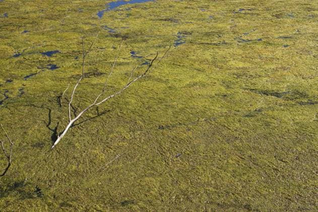 Creative Highlights World Trockene Äste schwimmen auf hellgrünen Algen, die einen Teich bedecken Dry branches floating on bright green algae covering a pond Copyright: imageBROKER UlrichxRosenschild ibxuro13455563.jpg