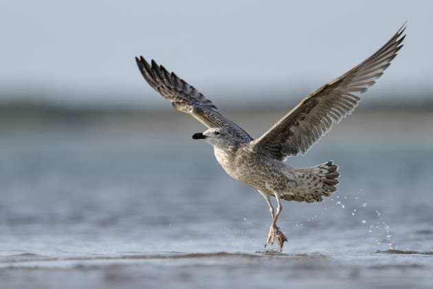 Heringsmöwe (Larus fuscus fuscus) auffliegender Jungvogel, Mecklenburg-Vorpommern, Deutschland, Europa Lesser Black-backed Gull (Larus fuscus fuscus) juvenile taking flight, Mecklenburg-Western Pomerania, Germany, Europe Copyright: imageBROKER RalfxKistowski iblcrr13544449.jpg